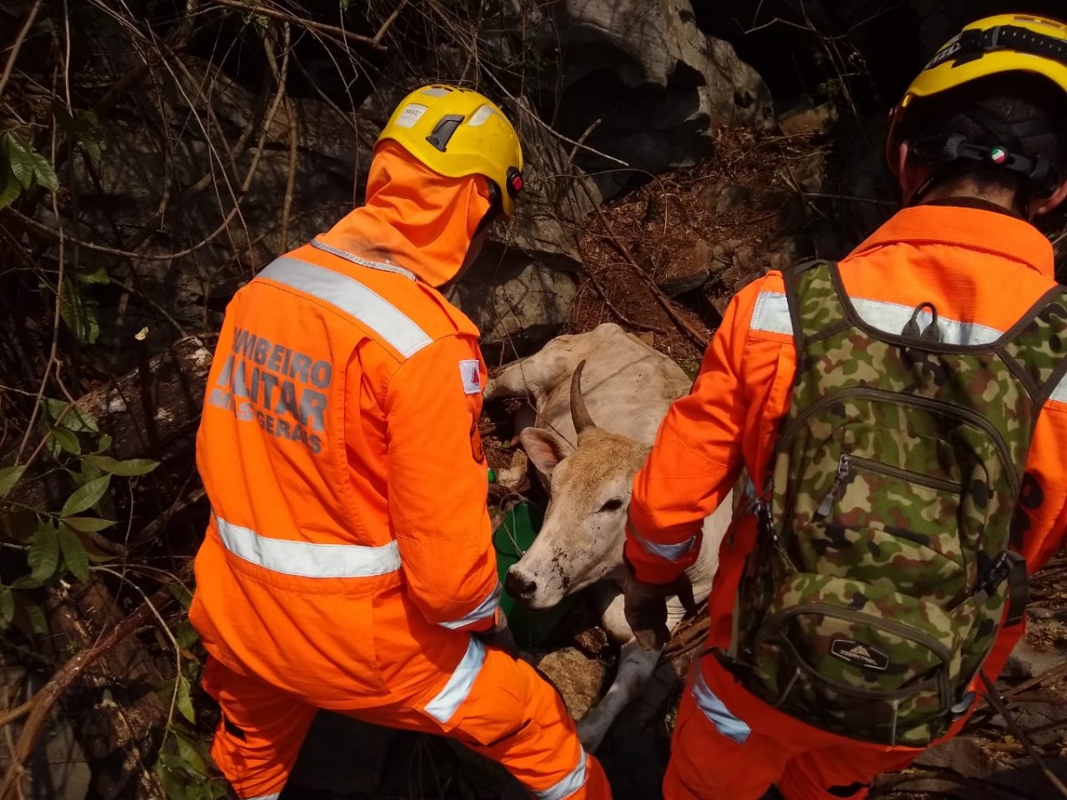 Vaca cai em buraco e é resgatada pelo Corpo de Bombeiros