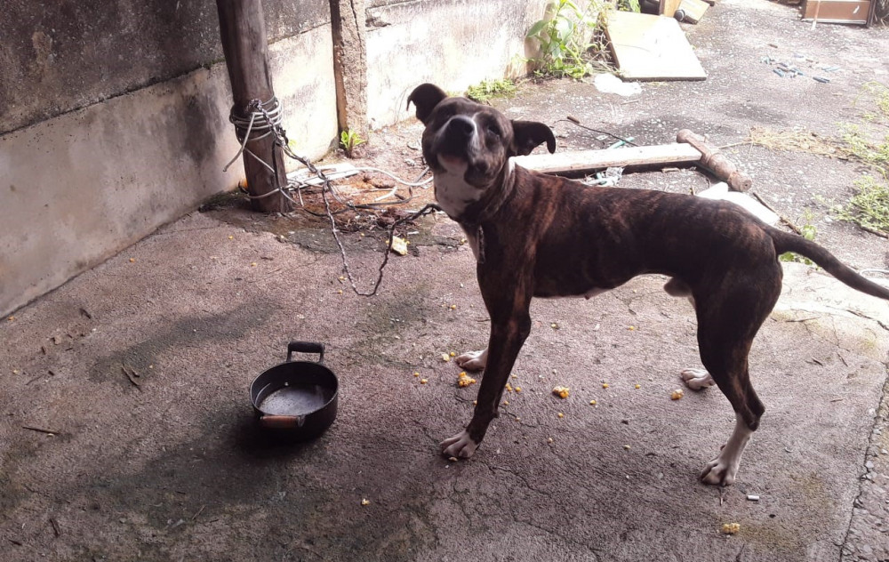 Polícia Militar de Meio Ambiente em Formiga encontra cão em situação de maus tratos após denúncias