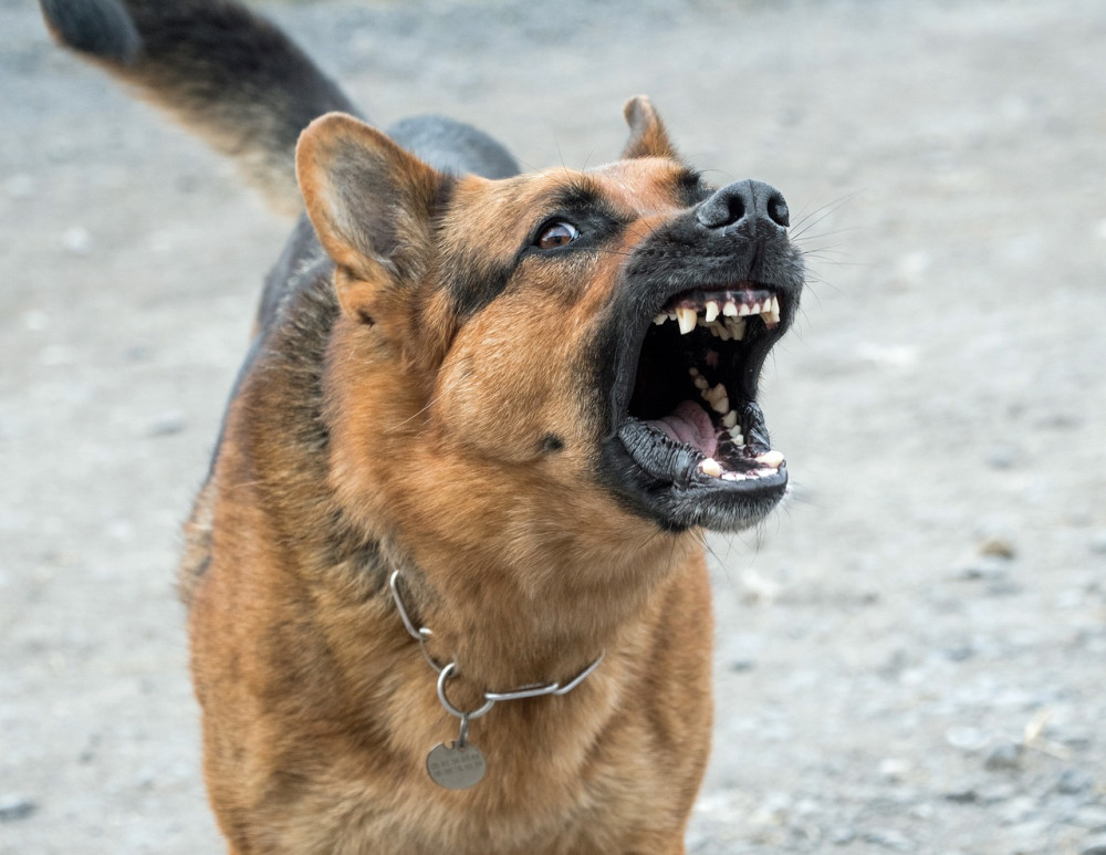 Deixar cães perigosos, que possuem tutores, soltos na rua é crime